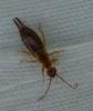 Forficula sp.